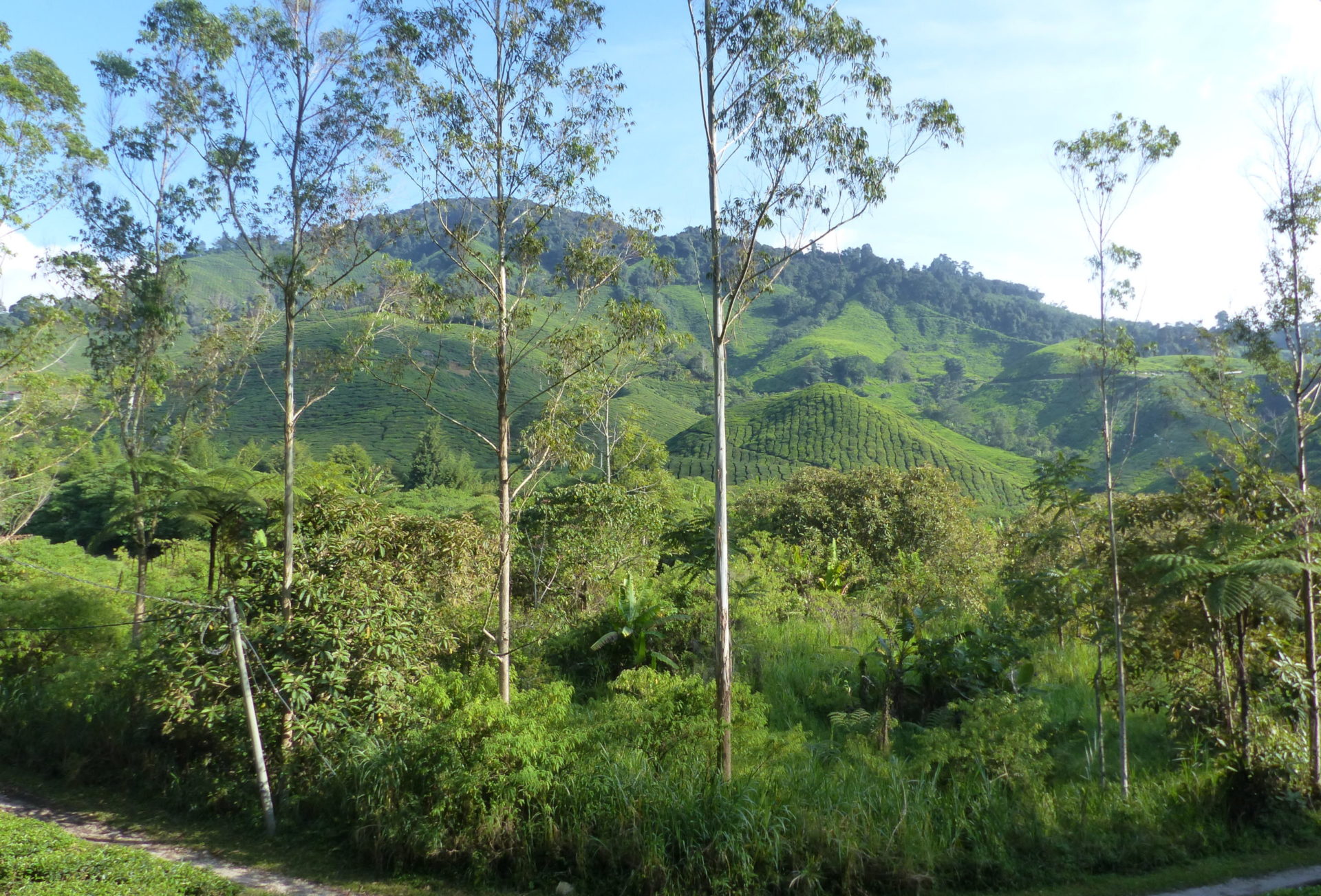 Voyager ce n’est pas forcément partir loin: #3 La colline cacao à Rungis